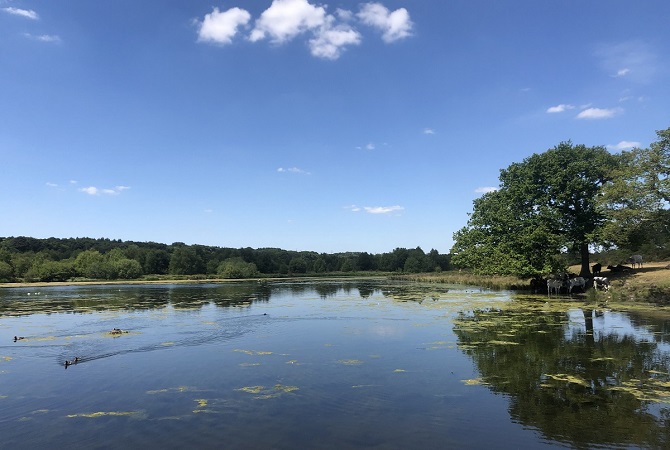 Photo at Sutton Park across the lake, with a backdrop of large trees