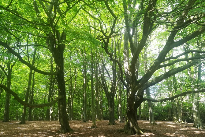 Photo trees in bloom in Sutton Park